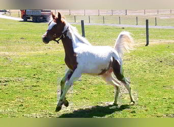 Pintabian, Stallion, 1 year, 15.2 hh, Pinto