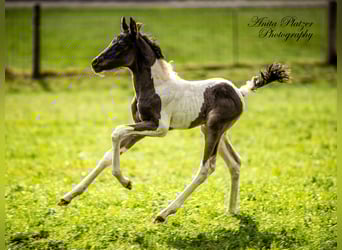 Pintabian, Stallion, Foal (04/2026), Pinto
