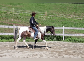 Pinto arabo, Castrone, 4 Anni, 156 cm, Pezzato