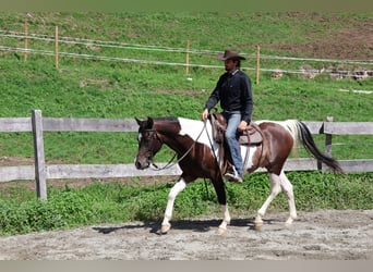 Pinto arabo, Castrone, 4 Anni, 156 cm, Pezzato
