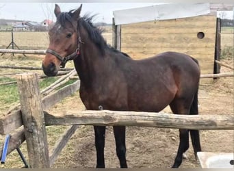 Pinto arabo Mix, Stallone, 14 Anni, Sauro scuro