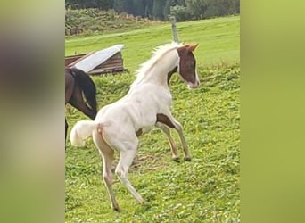 Pinto arabo, Stallone, 1 Anno, 160 cm, Pezzato