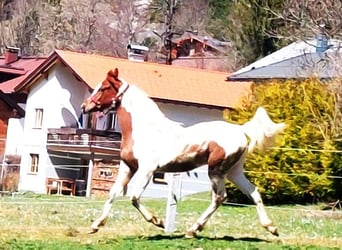 Pinto arabo, Stallone, 1 Anno, 160 cm, Pezzato