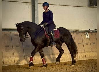 Pinto barroco, Caballo castrado, 12 años, 157 cm, Negro