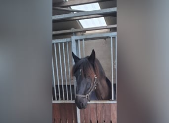 Pinto barroco, Caballo castrado, 13 años, 160 cm, Negro