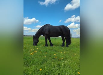 Pinto barroco, Caballo castrado, 13 años, 160 cm, Negro