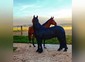 Pinto barroco, Caballo castrado, 13 años, 160 cm, Negro