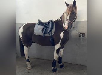 Pinto barroco Mestizo, Caballo castrado, 13 años, 162 cm, Pío