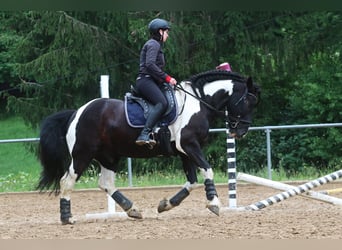 Pinto barroco, Caballo castrado, 14 años, 163 cm, Pío