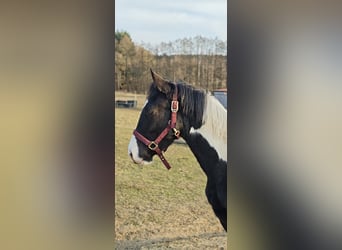 Pinto barroco, Caballo castrado, 1 año, Tobiano-todas las-capas