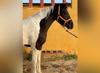 Pinto barroco, Caballo castrado, 2 años, 153 cm, Pío