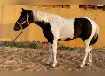 Pinto barroco, Caballo castrado, 2 años, 153 cm, Pío