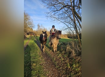 Pinto barroco, Caballo castrado, 2 años, 160 cm, Pío