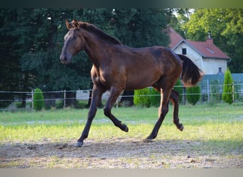 Pinto barroco, Caballo castrado, 2 años, 170 cm, Negro