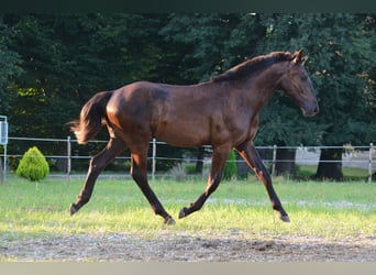 Pinto barroco, Caballo castrado, 2 años, 170 cm, Negro