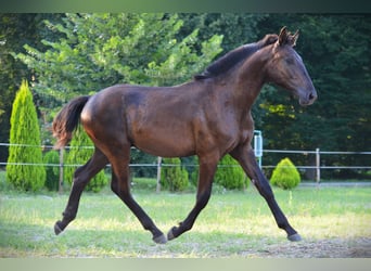 Pinto barroco, Caballo castrado, 2 años, 170 cm, Negro