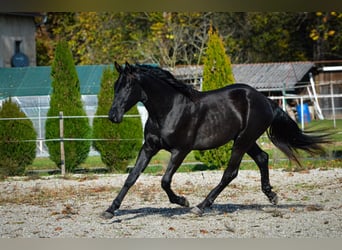 Pinto barroco, Caballo castrado, 2 años, 170 cm, Negro