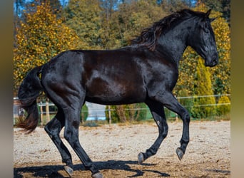 Pinto barroco, Caballo castrado, 2 años, 170 cm, Negro