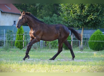 Pinto barroco, Caballo castrado, 2 años, 170 cm, Negro