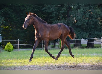 Pinto barroco, Caballo castrado, 2 años, 170 cm, Negro