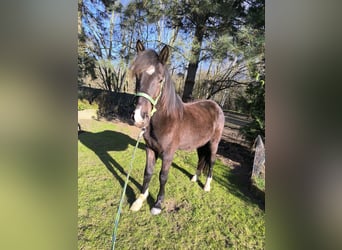 Pinto barroco Mestizo, Caballo castrado, 3 años, 155 cm