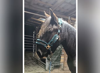Pinto barroco Mestizo, Caballo castrado, 3 años, 155 cm, Morcillo