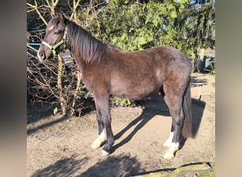 Pinto barroco Mestizo, Caballo castrado, 3 años, 155 cm, Morcillo