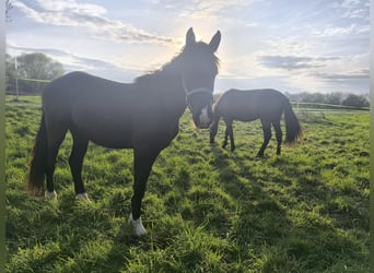 Pinto barroco Mestizo, Caballo castrado, 3 años, 155 cm, Morcillo