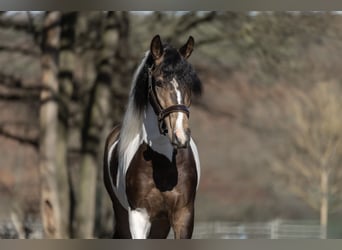 Pinto barroco Mestizo, Caballo castrado, 3 años, 155 cm, Pío