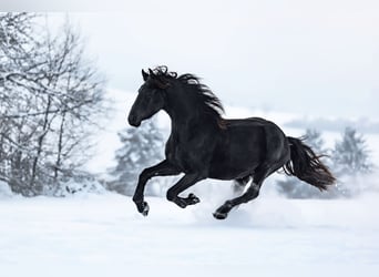 Pinto barroco, Caballo castrado, 3 años, 165 cm, Negro