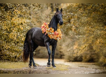 Pinto barroco, Caballo castrado, 3 años, 165 cm, Negro