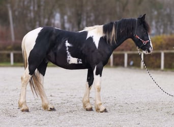 Pinto barroco, Caballo castrado, 3 años