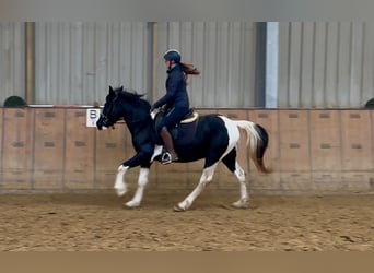 Pinto barroco, Caballo castrado, 3 años