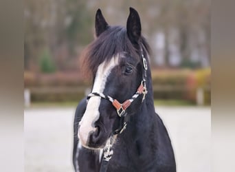 Pinto barroco, Caballo castrado, 3 años