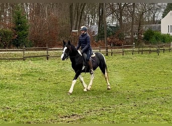 Pinto barroco, Caballo castrado, 3 años