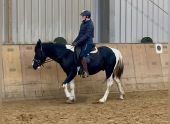 Pinto barroco, Caballo castrado, 3 años