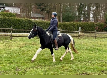 Pinto barroco, Caballo castrado, 3 años