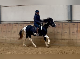 Pinto barroco, Caballo castrado, 3 años