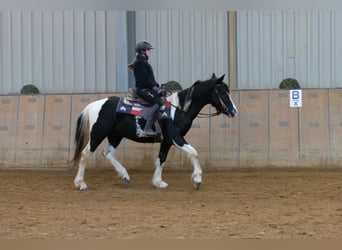 Pinto barroco, Caballo castrado, 4 años, 150 cm, Pío