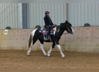 Pinto barroco, Caballo castrado, 4 años, 150 cm, Pío