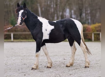 Pinto barroco, Caballo castrado, 4 años, 150 cm, Pío