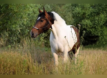 Pinto barroco, Caballo castrado, 4 años, 158 cm, Pío