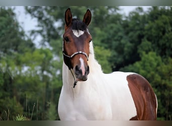 Pinto barroco, Caballo castrado, 4 años, 158 cm, Pío