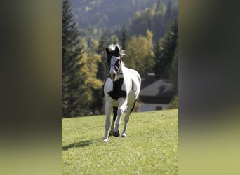 Pinto barroco, Caballo castrado, 4 años, 158 cm, Pío