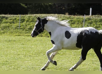 Pinto barroco, Caballo castrado, 4 años, 158 cm, Pío