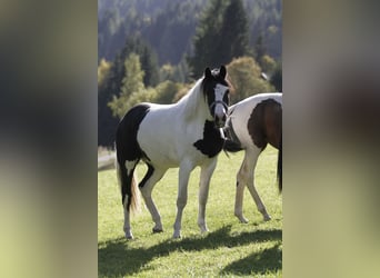 Pinto barroco, Caballo castrado, 4 años, 158 cm, Pío