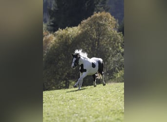 Pinto barroco, Caballo castrado, 4 años, 158 cm, Pío