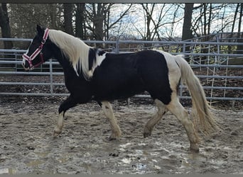 Pinto barroco, Caballo castrado, 4 años, 160 cm, Pío