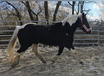 Pinto barroco, Caballo castrado, 4 años, 160 cm, Pío