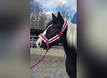 Pinto barroco, Caballo castrado, 4 años, 160 cm, Pío